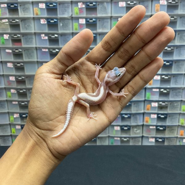 B-107 | MACKSNOW TREMPER BOLD STRIPE - INC. BETINA