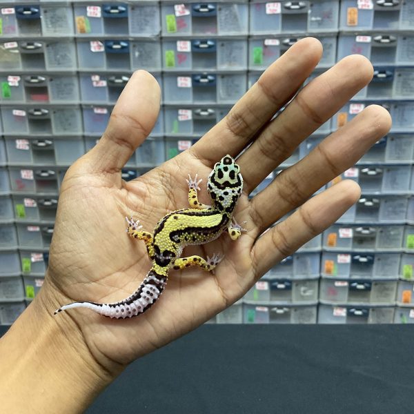 B-115 | BOLD STRIPE H. TREMPER - INC. BETINA