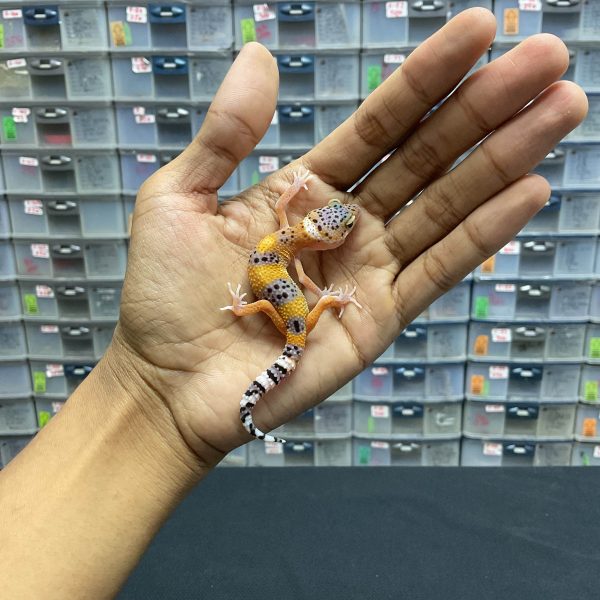 B-118 | TANGERINE - INC. BETINA