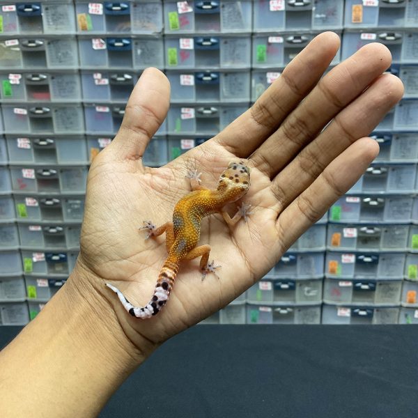 B-119 | HYPO EMERINE - INC. BETINA