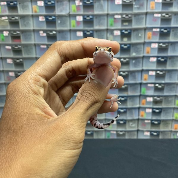 B-119 | HYPO EMERINE - INC. BETINA - Image 2