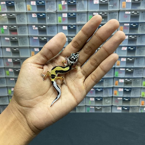 B-121 | BOLD STRIPE H. TREMPER - INC. BETINA