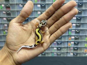 B-125 | BOLD STRIPE PH. TREMPER - INC. BETINA