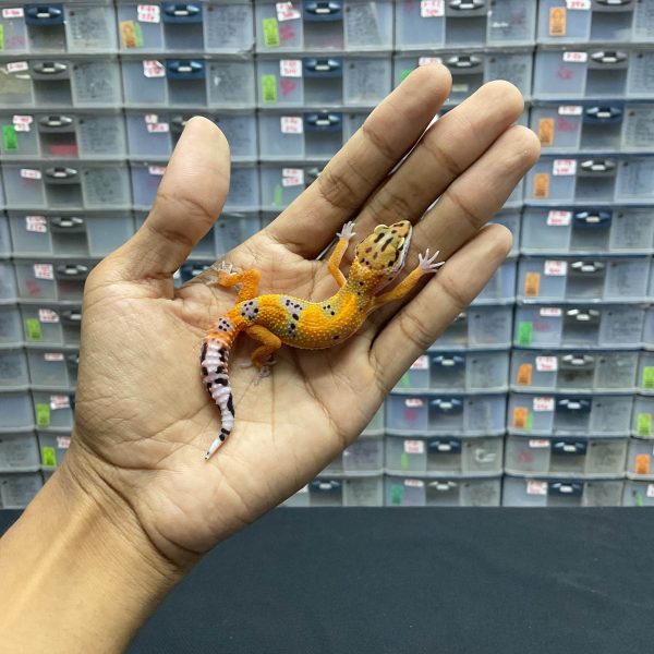 B-132 | HYPO EMERINE PH. TREMPER - INC. BETINA