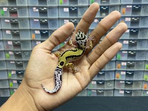B-133 | BOLD STRIPE PH. TREMPER - INC. BETINA