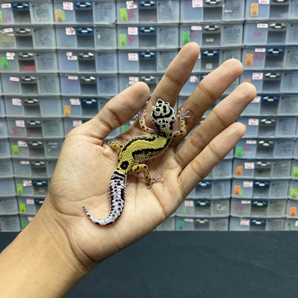 B-133 | BOLD STRIPE PH. TREMPER - INC. BETINA