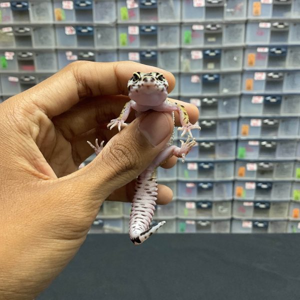 B-133 | BOLD STRIPE PH. TREMPER - INC. BETINA - Image 2