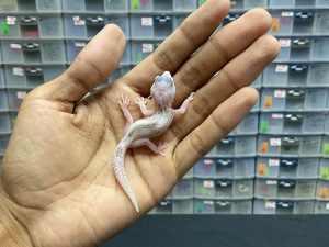 B-134 | MACK SNOW H. TREMPER - INC. BETINA