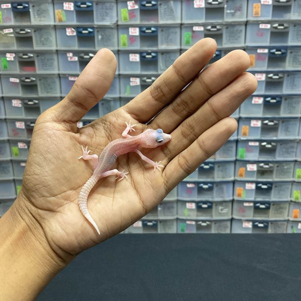 B-135 | SUPERSNOW PIED PHH. DIABLO BLANCO - INC. BETINA