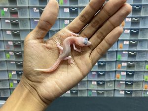 B-136 | SUPERSNOW RAPTOR/ PIED ALBINO PH. DIABLO. BLANCO - INC. BETINA