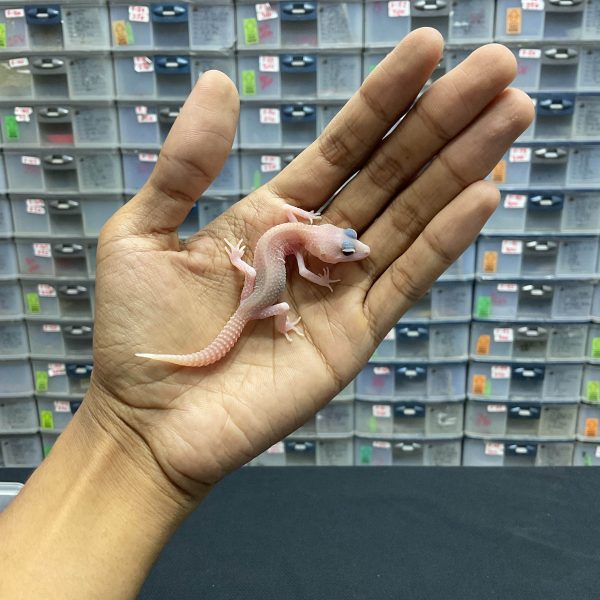 B-136 | SUPERSNOW PIED PH. DIABLO. BLANCO - INC. BETINA
