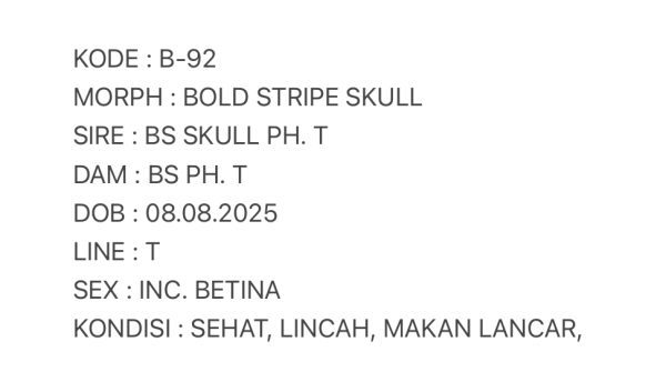 B-92 | BOLD STRIPE SKULL - INC. BETINA - Image 3