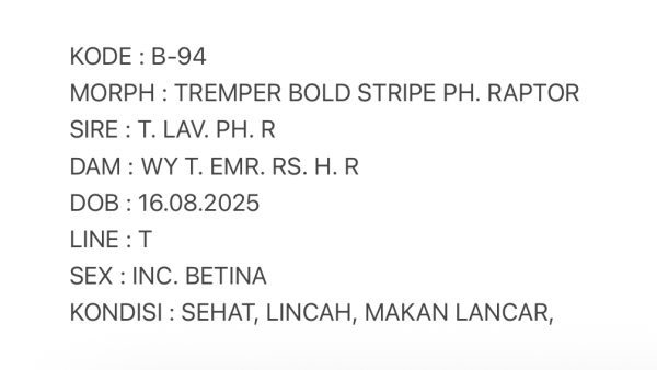 B-94 | TREMPER BOLD STRIPE PH. RAPTOR - INC. BETINA - Image 3