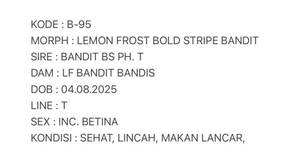 B-95 | LEMON FROST BOLD STRIPE BANDIT - INC. BETINA - Image 3
