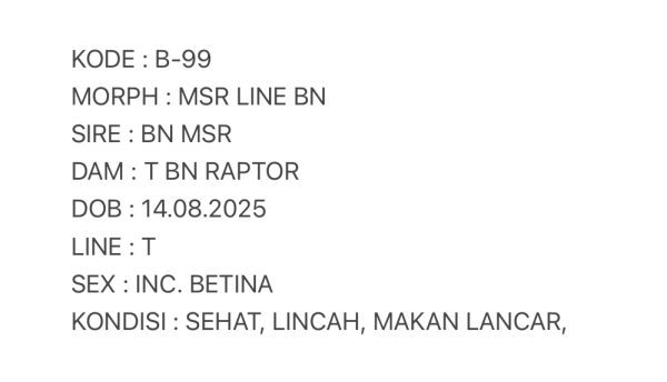 B-99 | MACKSNOW RAPTOR LINE BLACKNIGHT - INC. BETINA - Image 3