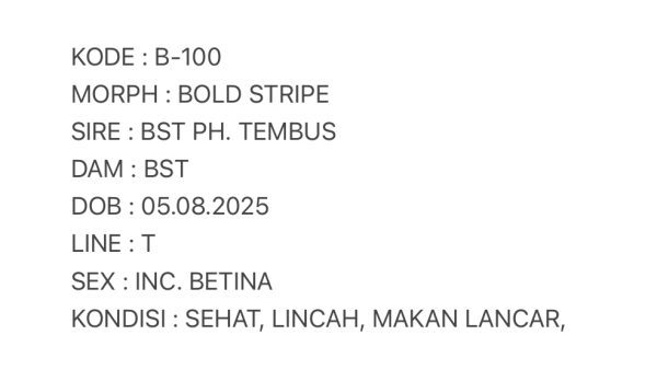 B-100 | BOLD STRIPE TEMBUS - INC. BETINA - Image 3