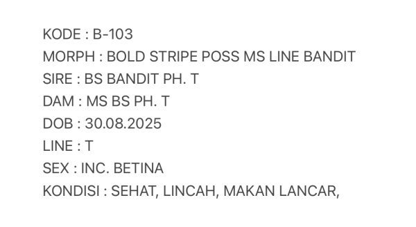 B-103 | BOLD STRIPE POSSIBLE MACKSNOW LINE BANDIT- INC. BETINA - Image 3
