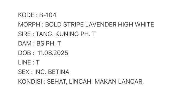 B-104 | BOLD STRIPE HIGH WHITE - INC. BETINA - Image 3