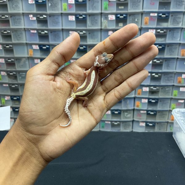 B-105 | TREMPER MACKSNOW BOLD STRIPE - INC. BETINA