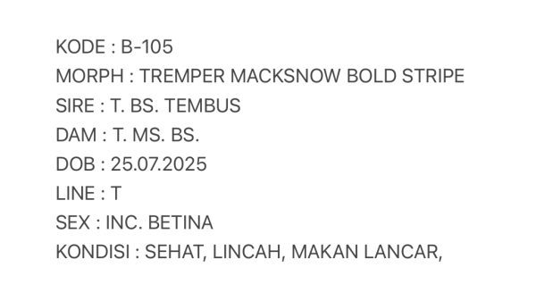 B-105 | TREMPER MACKSNOW BOLD STRIPE - INC. BETINA - Image 3