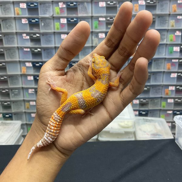 J-110 | EMERINE TREMPER - BETINA