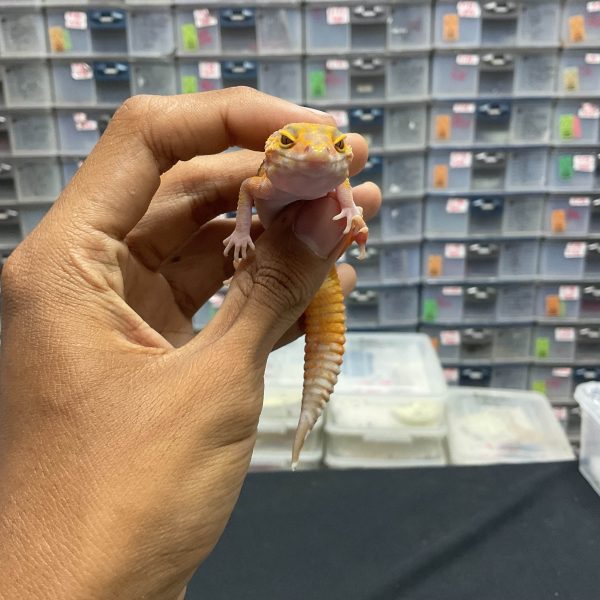 J-110 | EMERINE TREMPER - BETINA - Image 2