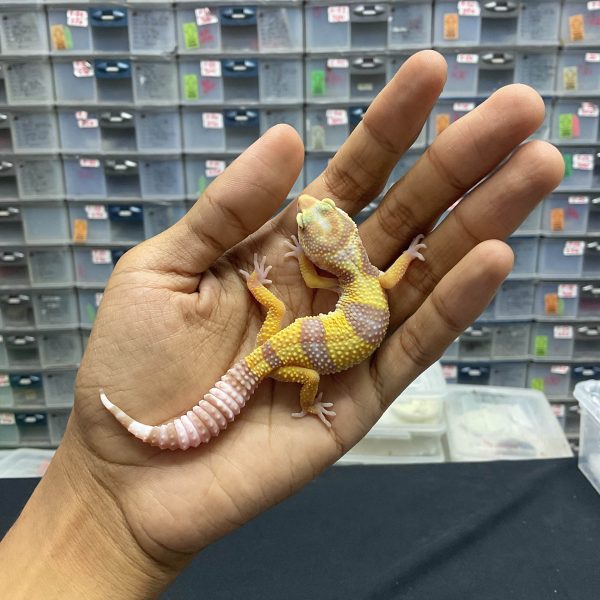 J-111 | TREMPER H. ECLIPSE - BETINA