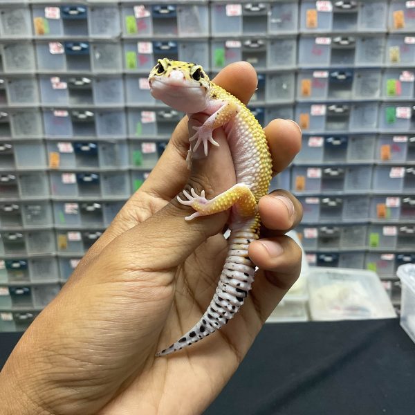 J-113 | ECLIPSE LINE RED STRIPE H. TREMPER - BETINA - Image 2