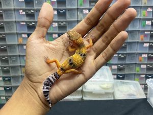 J-115 | EMERINE PH. TREMPER - BETINA