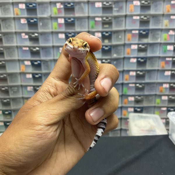 J-115 | EMERINE PH. TREMPER - BETINA - Image 2