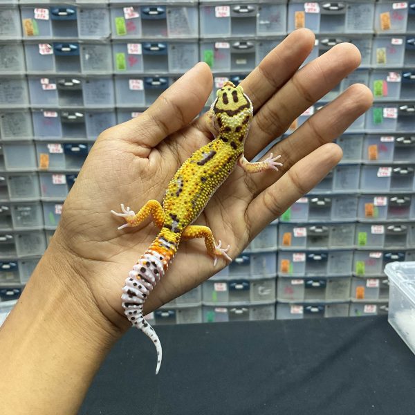 J-117 | JUNGLE EMERINE LINE BLACKNIGHT H. TREMPER PH. RAPTOR - JANTAN