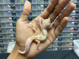 J-118 | WHITE N YELLOW MACKSNOW RAPTOR - BETINA