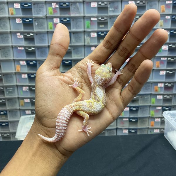 J-118 | WHITE N YELLOW MACKSNOW RAPTOR - BETINA