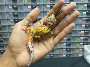 J-119 | EMERINE JUNGLE - JANTAN