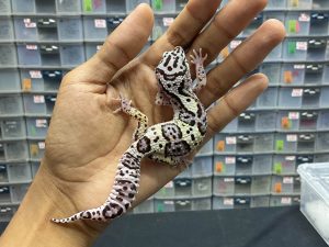 J-120 | SNOW AFGHAN BLOOD LINE - BETINA