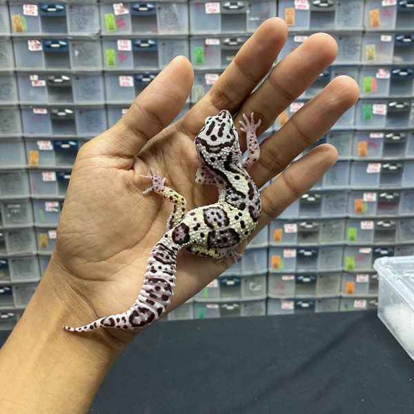 J-120 | SNOW AFGHAN BLOOD LINE - BETINA