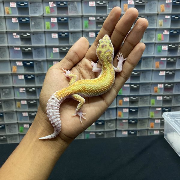 J-122 | WHITE N YELLOW ECLIPSE RED STRIPE H. TREMPER - JANTAN