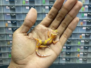 B-149 | TREMPER JUNGLE - INC. JANTAN