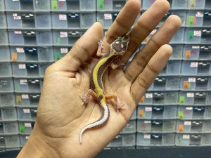 B-153 | TREMPER BOLD STRIPE TEMBUS - INC. JANTAN