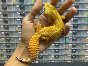 F-177 | SHTCTB - BETINA OVUL