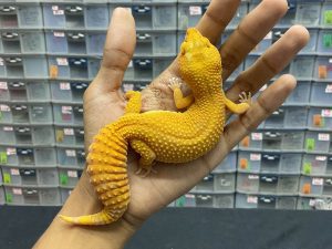 F-179 | SUNGLOW - BETINA OVUL