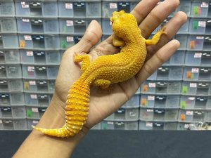 F-180 | SUNGLOW LINE GIANT - BETINA