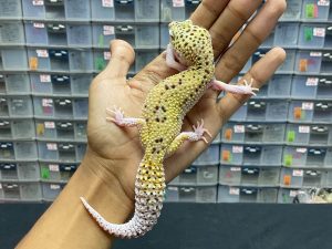 F-181 | MACKSNOW ECLIPSE HET. TREMPER - BETINA