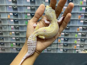 F-182 | MACKSNOW ECLIPSE - BETINA