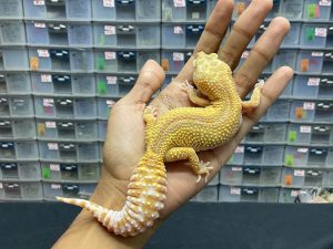 F-183 | MACKSNOW TREMPER REVERSE HET. RAPTOR - BETINA OVUL