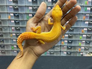 F-184 | SUNGLOW - BETINA