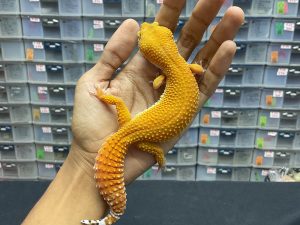 F-185 | SHTCTB HET. TREMPER - BETINA