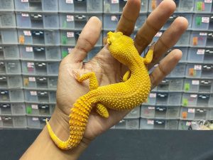 F-187 | SUNGLOW - BETINA OVUL