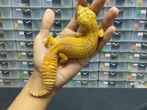 F-188 | SUNSPOT - BETINA