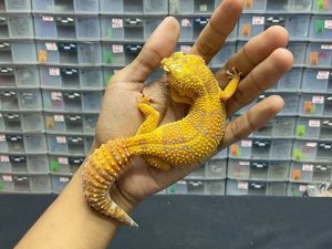 F-189 | SUNSPOT - BETINA